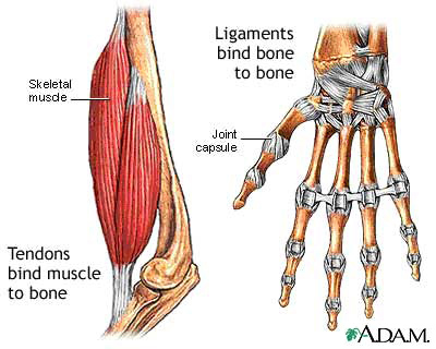 Tendon Disorders